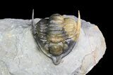 Diademaproetus Trilobite - Multi-Colored Shell #92923-4